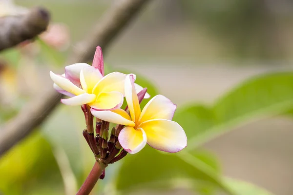 Frangipani Tropical Spa Flower — Stock Photo, Image