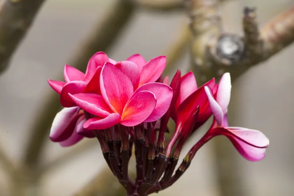 Rosa Frangipani Tropical Spa Flower — Foto de Stock