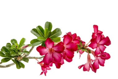 Close-up Impala Lily or  desert rose isolate on white background