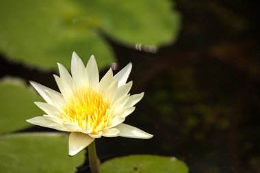 Sarı lotus