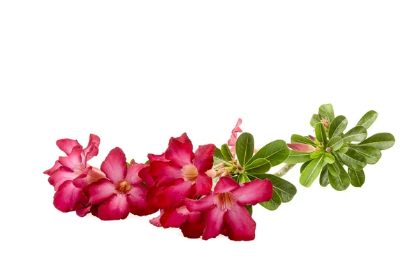Close-up Impala Lily or  desert rose isolate on white background — 스톡 사진