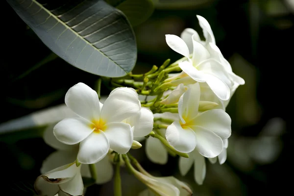 Frangipani, Plumeria, árvore do templo — Fotografia de Stock