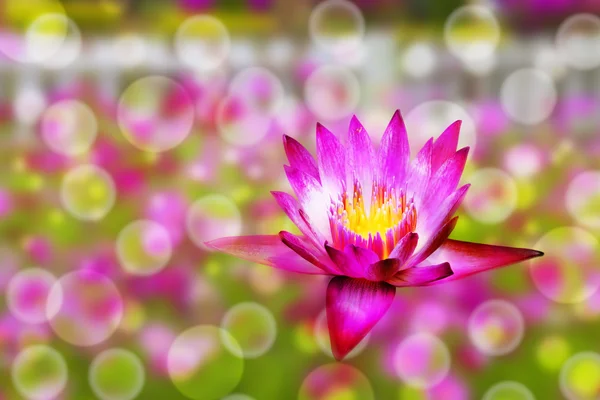 Lotus and illustration background — Stock Photo, Image