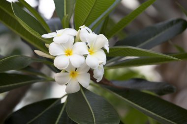 Beyaz ve sarı plumeria