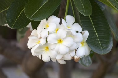Beyaz ve sarı plumeria