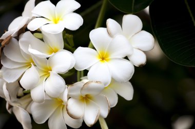 güzel beyaz frangipani çiçekler