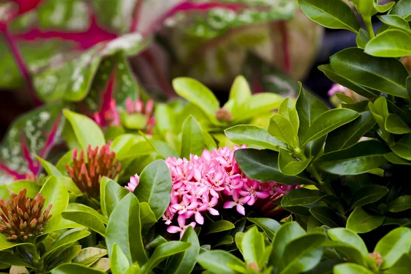 Close up Ixora flower of blooming — Stock Photo, Image