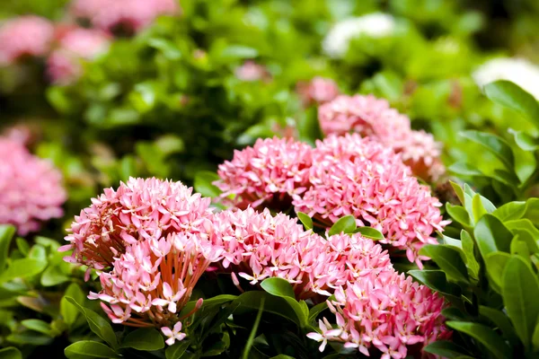 Pink ixora flower on the garden — Stock Photo, Image