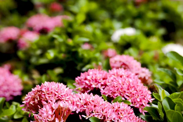 Pink ixora flower on the garden — Stock Photo, Image