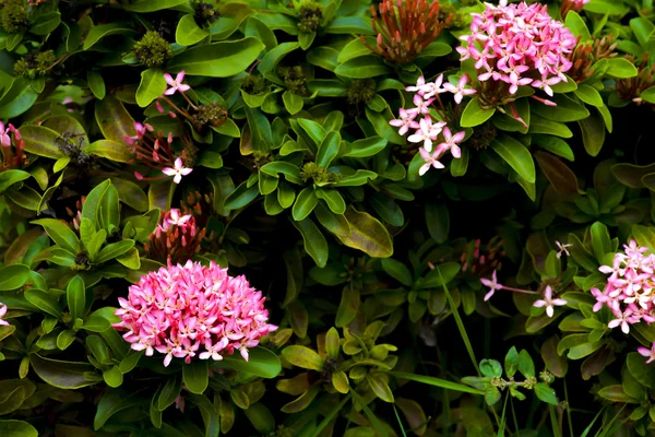 Růžová ikora květina na zahradě — Stock fotografie