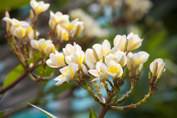Красивый цветок и цветок plumeria — стоковое фото