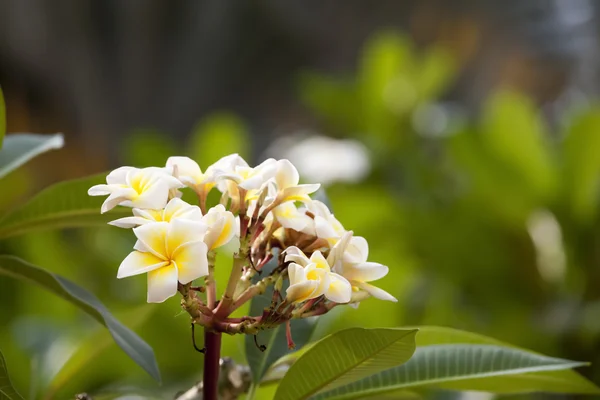 Weiße Frangipani-Blüten — Stockfoto