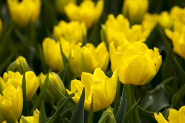 Baharda sarı laleler.