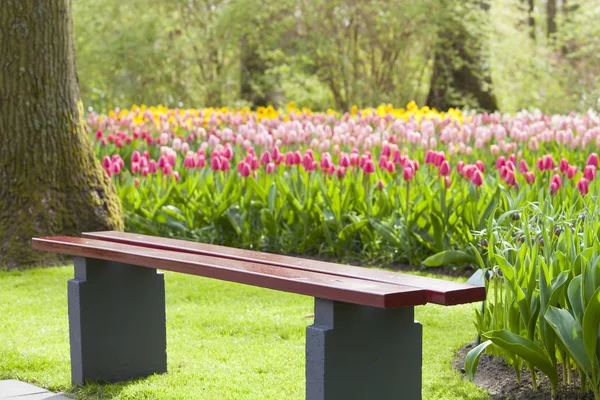 Wooden Chair in a tulip colourful park — Stock Photo, Image