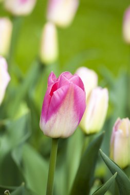 Bahar Pembe Laleler.