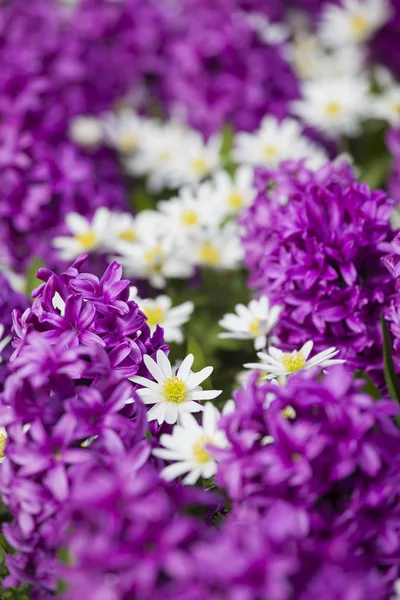 Daisy in Hyacinth — Stock Photo, Image