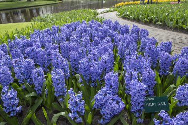 Blue hyacinth clipart
