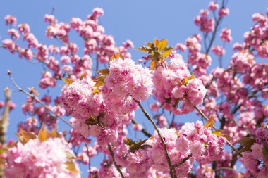 pembe kiraz ağaçları çiçek .
