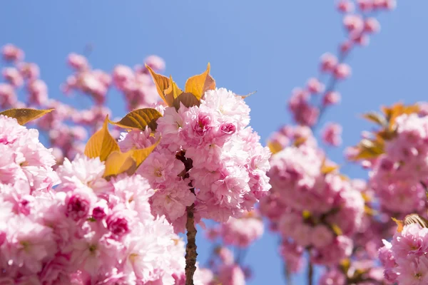 Розовые цветы вишни  . — стоковое фото