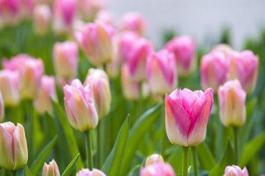 Bahar Pembe Laleler.