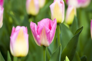 Bahar Pembe Laleler.