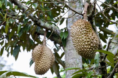 Durian ağaç üzerinde