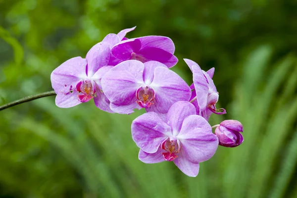 Primer plano de la orquídea rosa — Foto de Stock