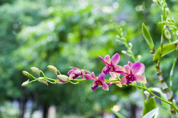 轻轻地粉色兰花在热带花园. — 图库照片