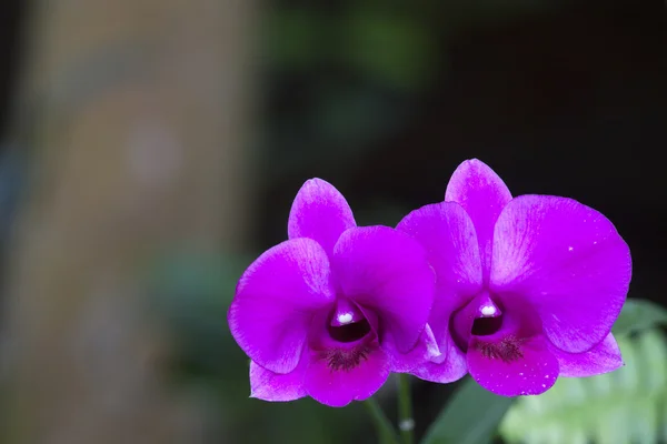 Närbild av pink orchid — Stockfoto