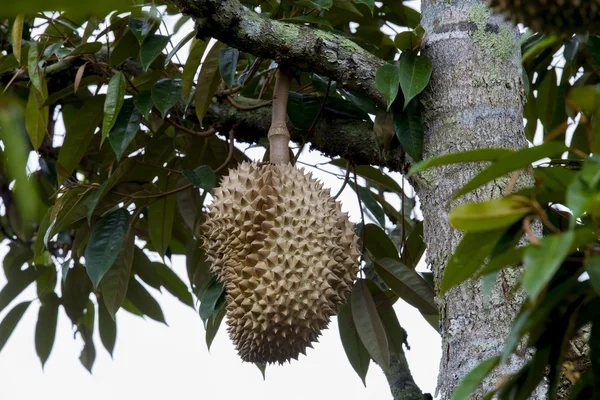 Durian op boom — Stockfoto