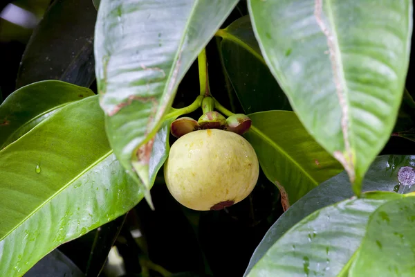 Mangosteenvrucht op boom — Stockfoto