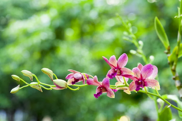 Orquídea suavemente rosada en jardín tropical . — Foto de Stock