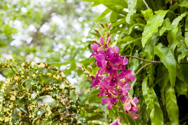 Orchidées roses phalaenopsis poussant dans les tropiques sauvages — Photo
