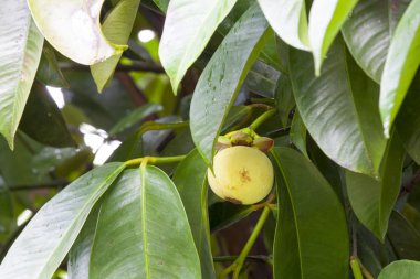 mangosten meyve ağacı üzerinde