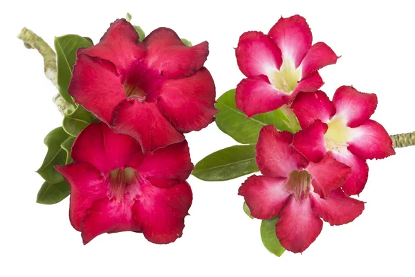 Group of red azalea flowers Stock Picture