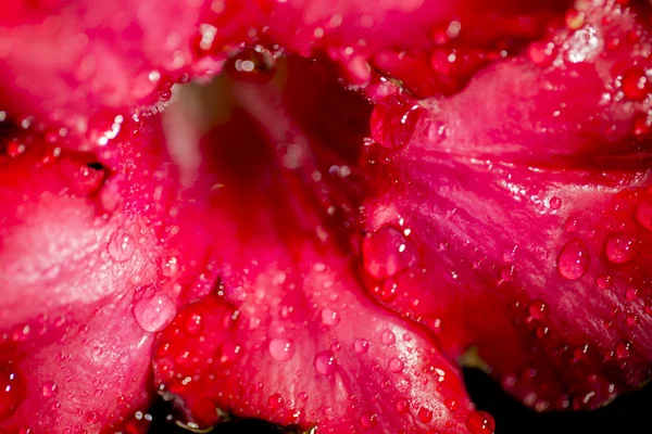 Some of red azalea flowers — Stock Photo, Image