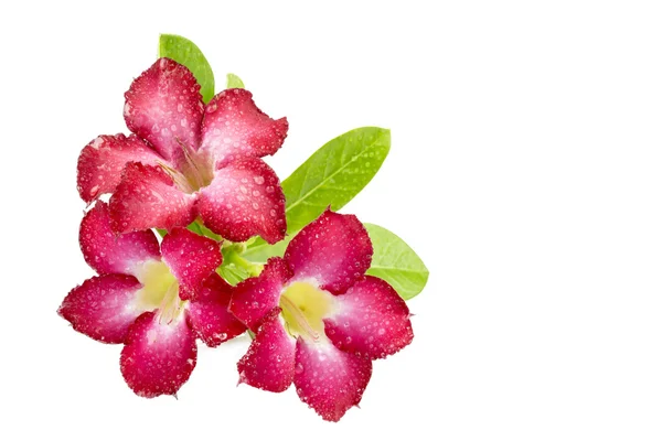 Groep van rode azalea bloemen — Stockfoto