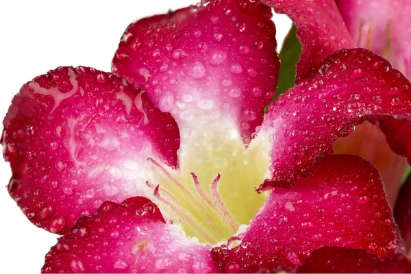 Close up red azalea flowers — Stock Photo, Image