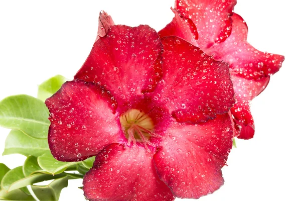 붉은 진달래 꽃을 닫습니다 — 스톡 사진