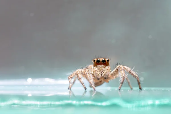 Pequena aranha saltitante — Fotografia de Stock