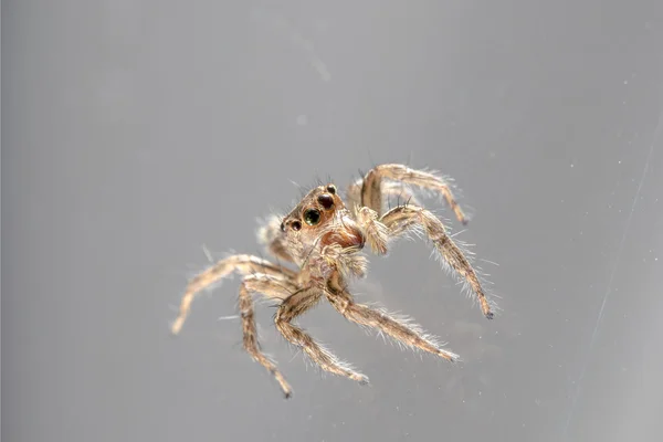 Petite araignée sauteuse — Photo