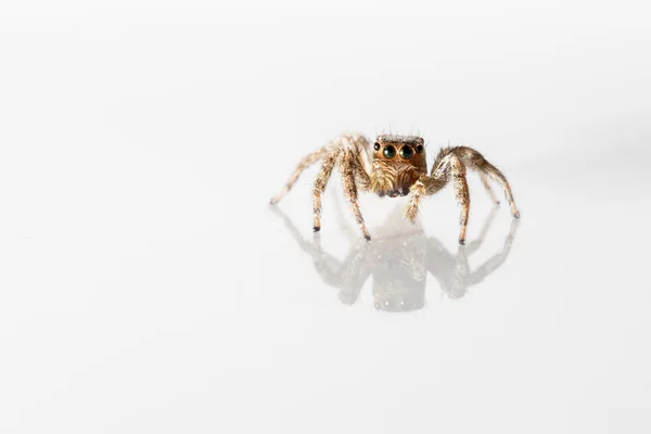 Small Jumping Spider — Stock Photo, Image
