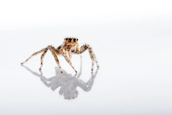 Araña saltadora pequeña —  Fotos de Stock