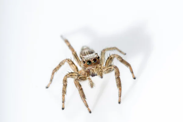 Malé skákání pavouk — Stock fotografie