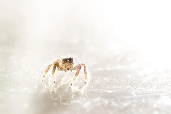 Pequena aranha saltitante — Fotografia de Stock