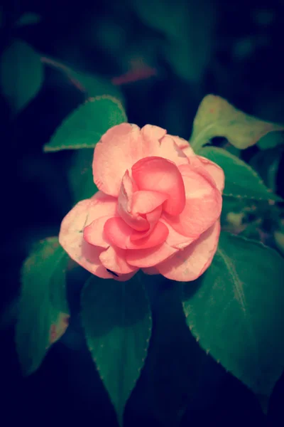 Rose sur fond de feuilles . — Photo