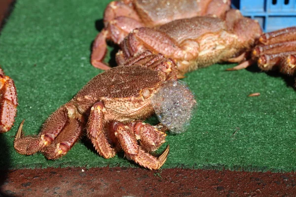 Fresh Crab on synthetic grass. — Stock Photo, Image