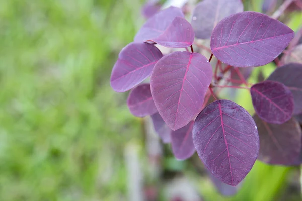 紫色的叶子与绿色的背景形成鲜明对比. — 图库照片