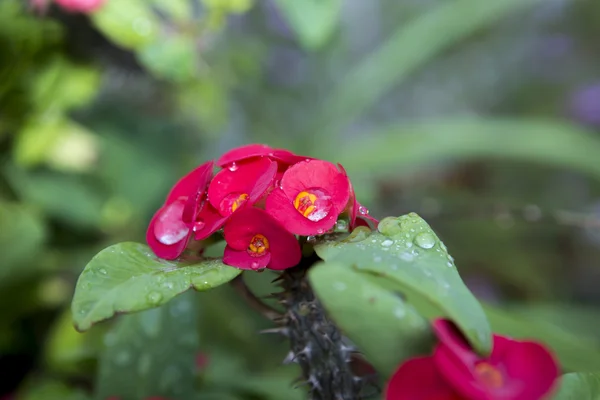 Red euphorbia milii flowers blooming and refreshing drops of dew — Stock Photo, Image