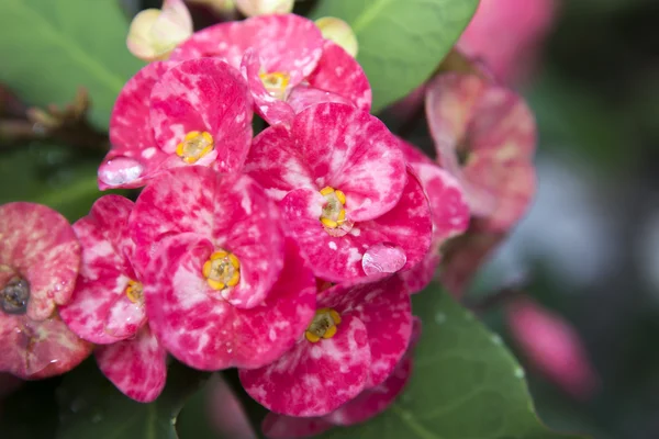 Pink euphorbia milii flowers blooming and refreshing drops of de — Stock Photo, Image